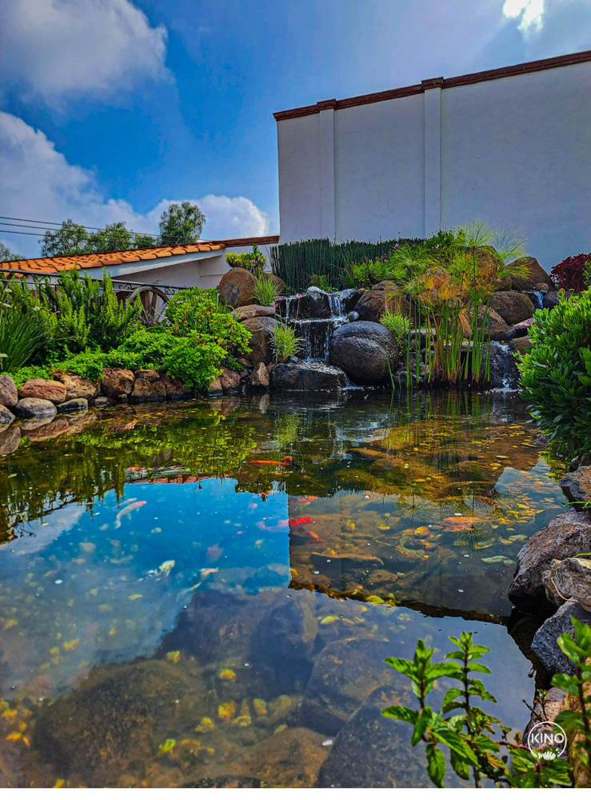 Estanque con cascada y koi, proyecto KINO Estanques