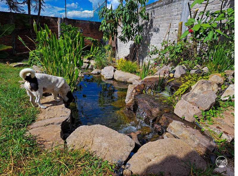 Estanque con koi y plantas acuáticas, proyecto KINO Estanques
